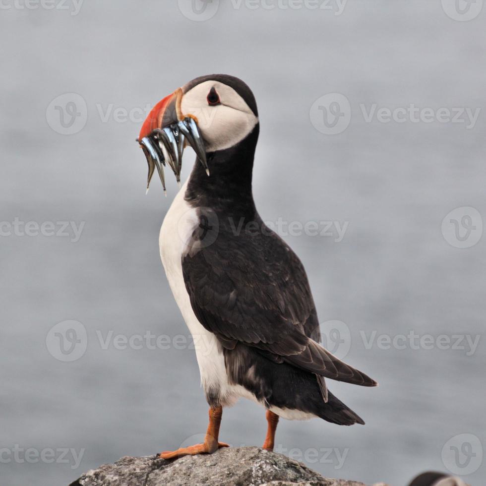 A view of a Puffin with Sand Eels on Farne Islands photo