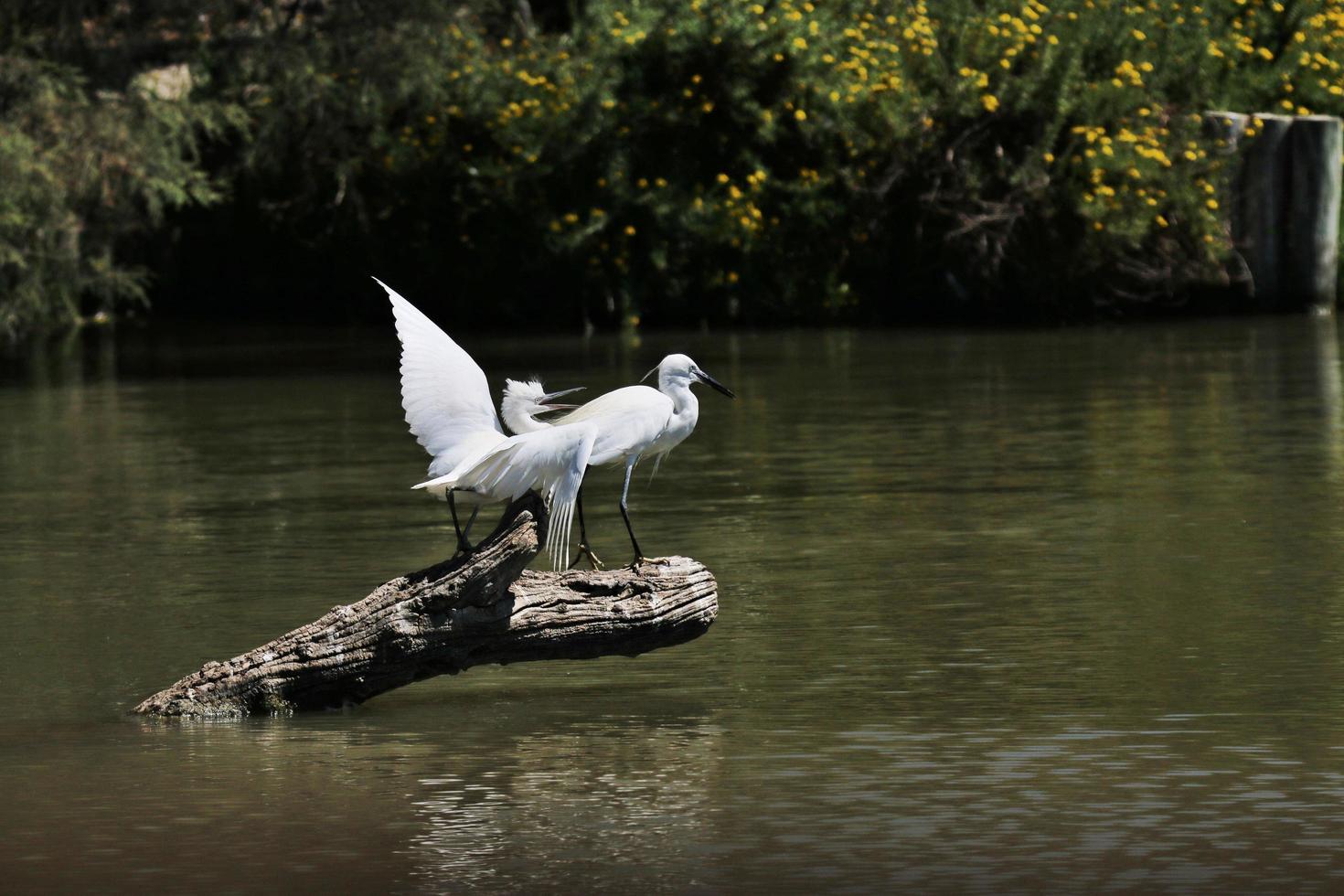 A view of a White Ibis photo