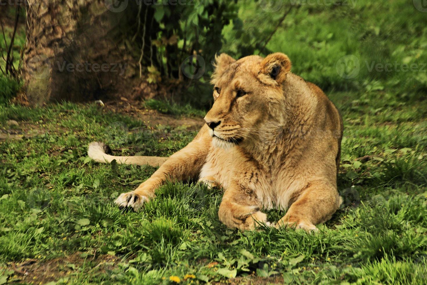 A close up of an African Lion photo