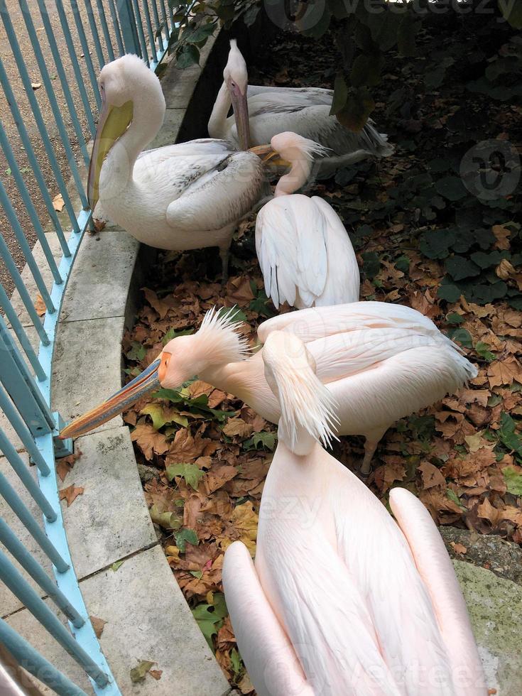 A view of a Pelican in London photo