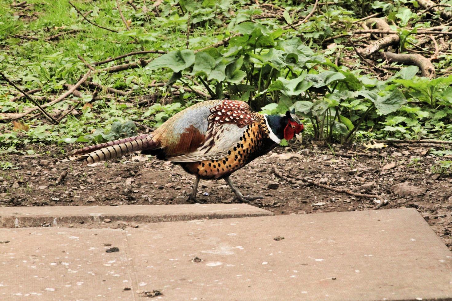 A close up of a Pheasant photo