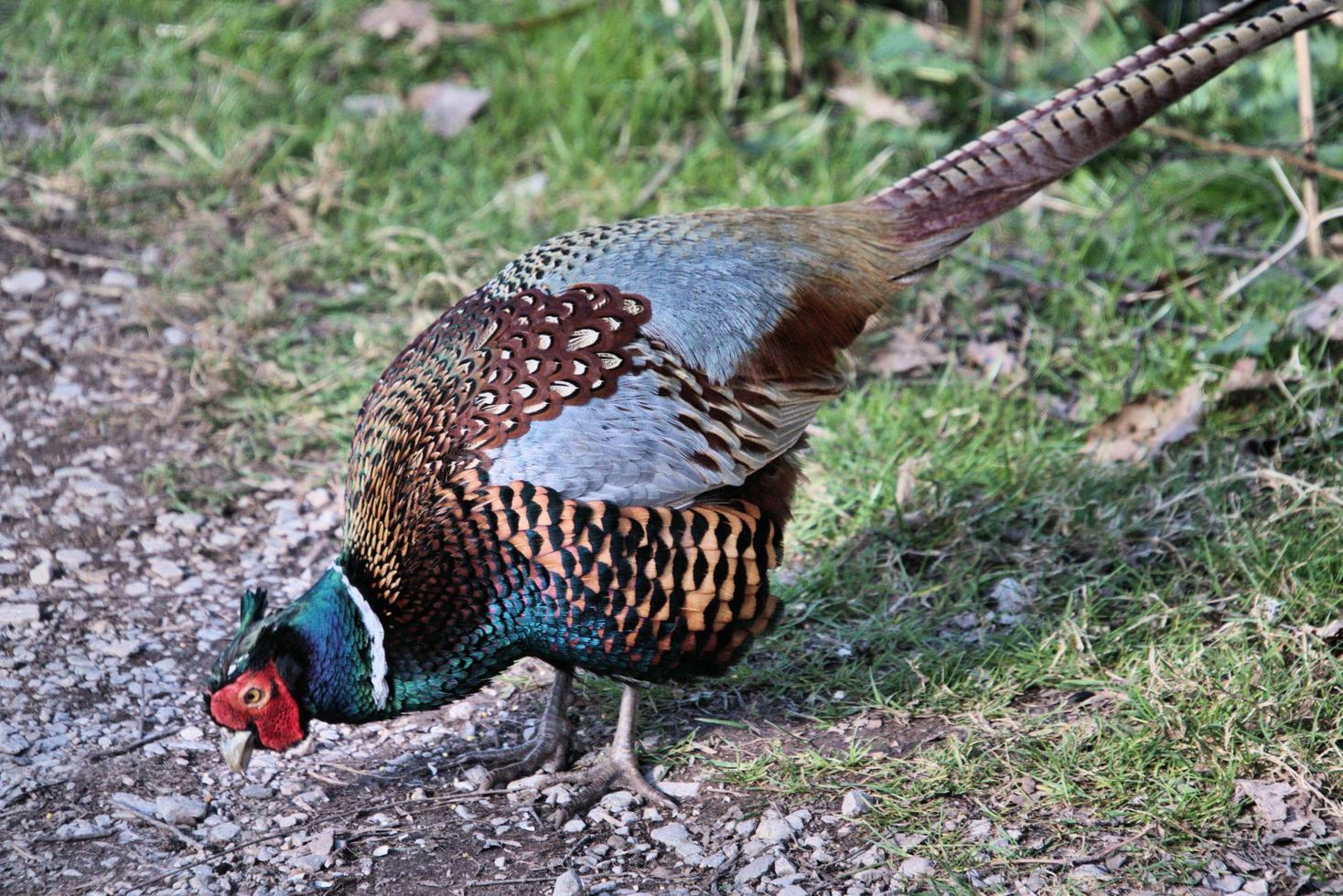 A close up of a Pheasant photo