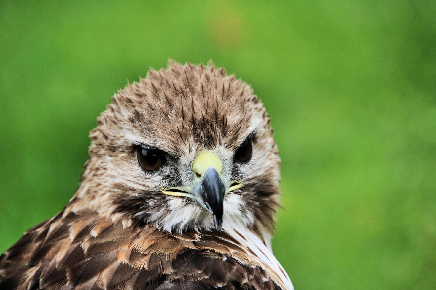 A close up of a Red Tailed Buzzard photo