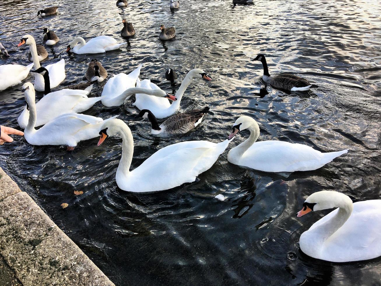 A view of some Swans and Ducks at WWT Martin Mere photo
