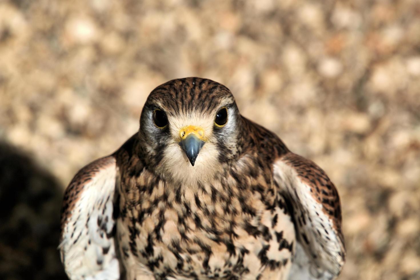 A close up of a Kestrel photo