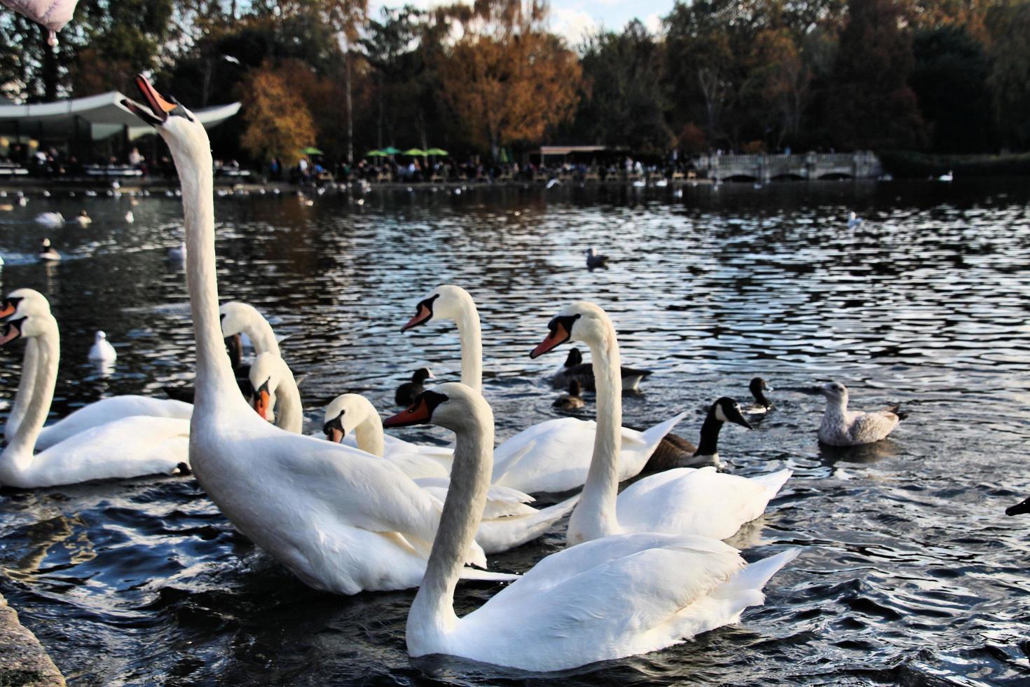 A view of some Swans and Ducks at WWT Martin Mere photo
