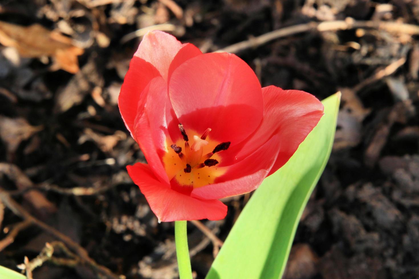 A close up of a Tulip photo