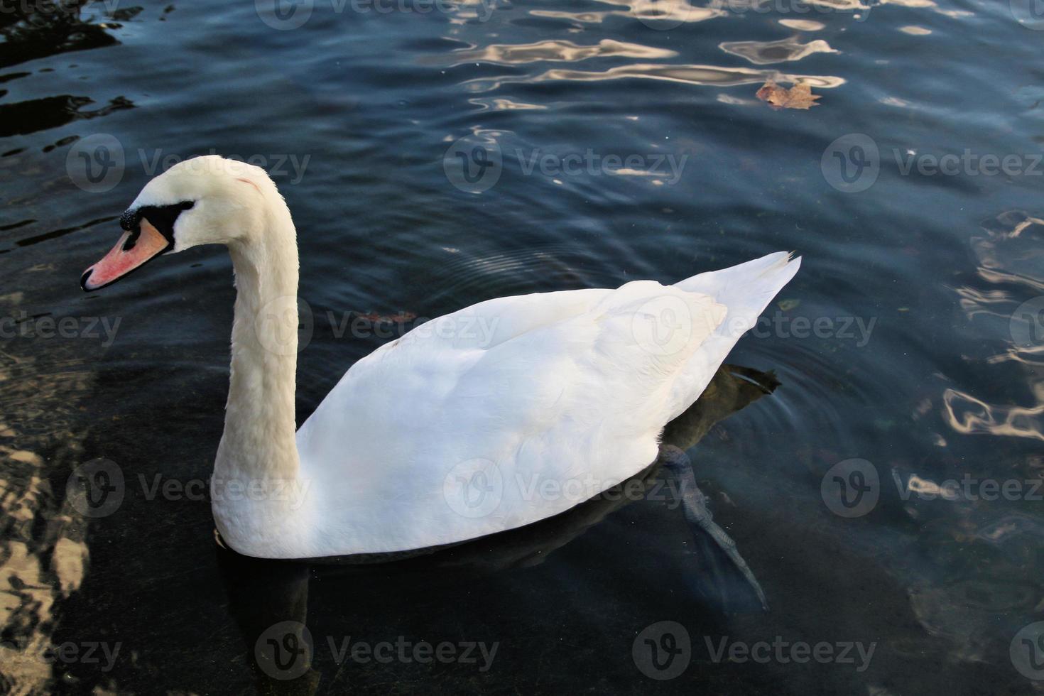 A close up of a Mute Swan photo