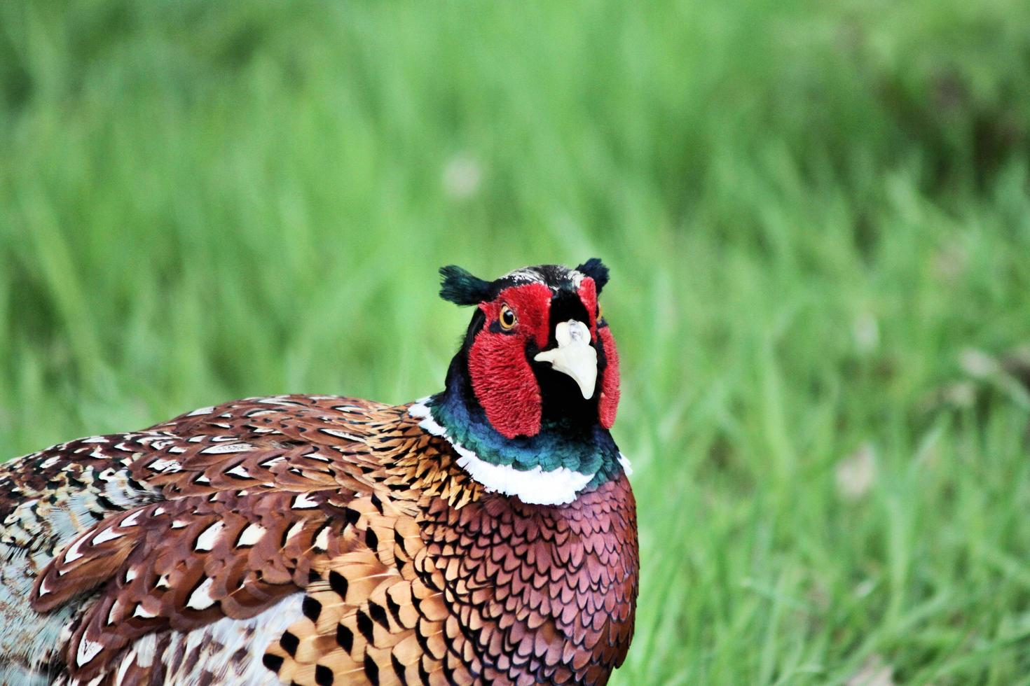 A close up of a Pheasant photo