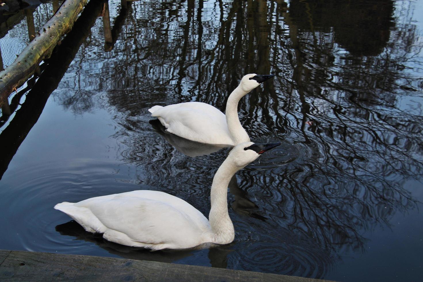 A close up of a Trumpeter Swan on the water photo