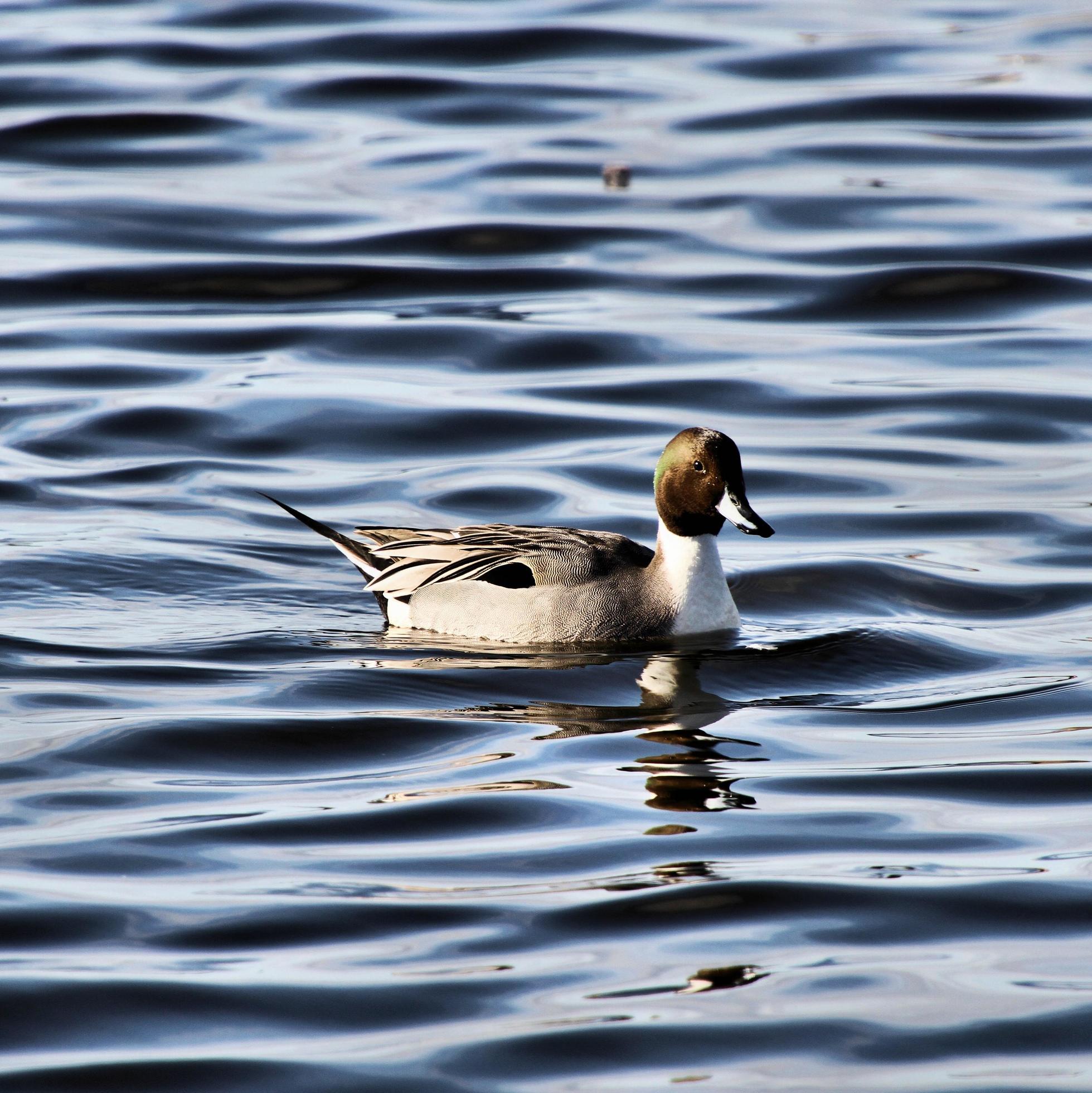 A view of a Pintail Duck 7972752 Stock Photo at Vecteezy