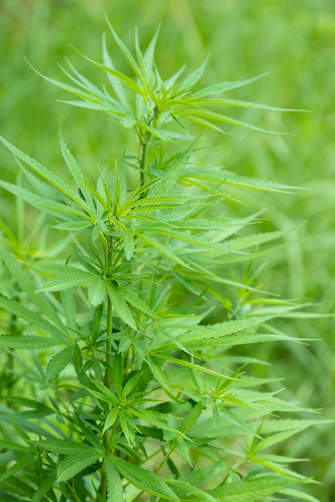 Green ripe cannabis plant in cannabis garden. Shallow depth of field and blurred background. Close-up,vertical photo