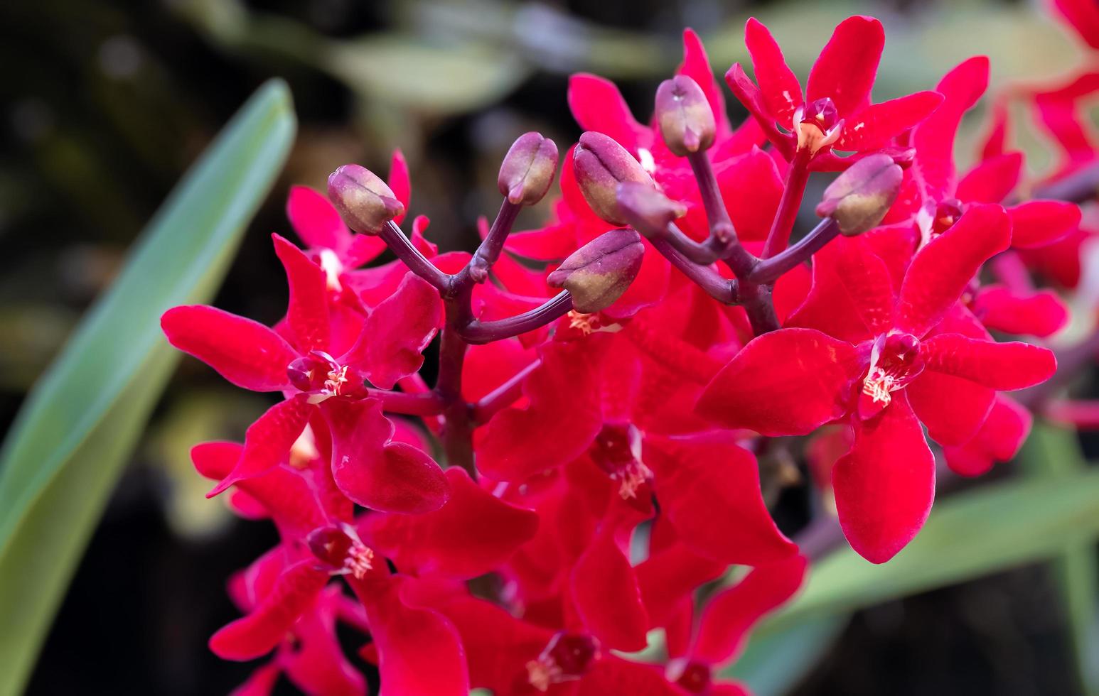flor de orquídea roja en el jardín de orquídeas en invierno o primavera. flor de orquídea para el diseño de belleza y agricultura de postales. hermosa flor de orquídea en el jardín, en plena floración en la granja foto