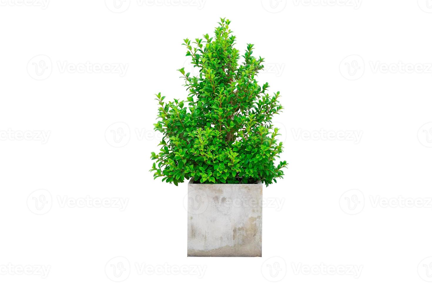 Green korean banyan tree and leaf in cement plant pot. Ornamental tree Korean banyan tree on white background photo