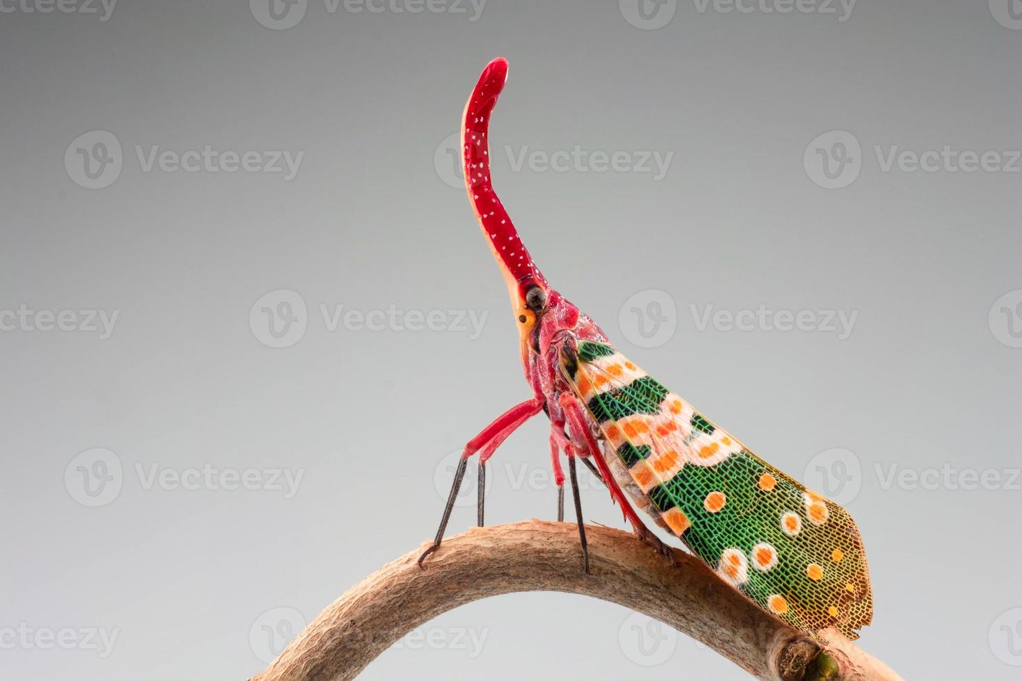 insecto de linterna o mosca de linterna en el fondo de la naturaleza. piropo candelaria foto