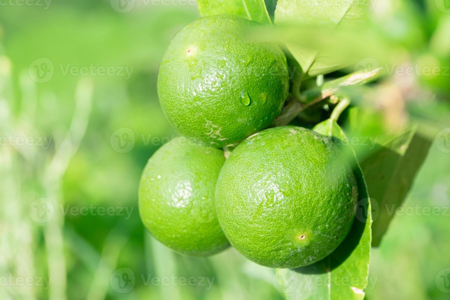 Fresh green Lemon fruit hanging from branch on Lemon tree garden and healthy food concept, group of Lemon, macro photo