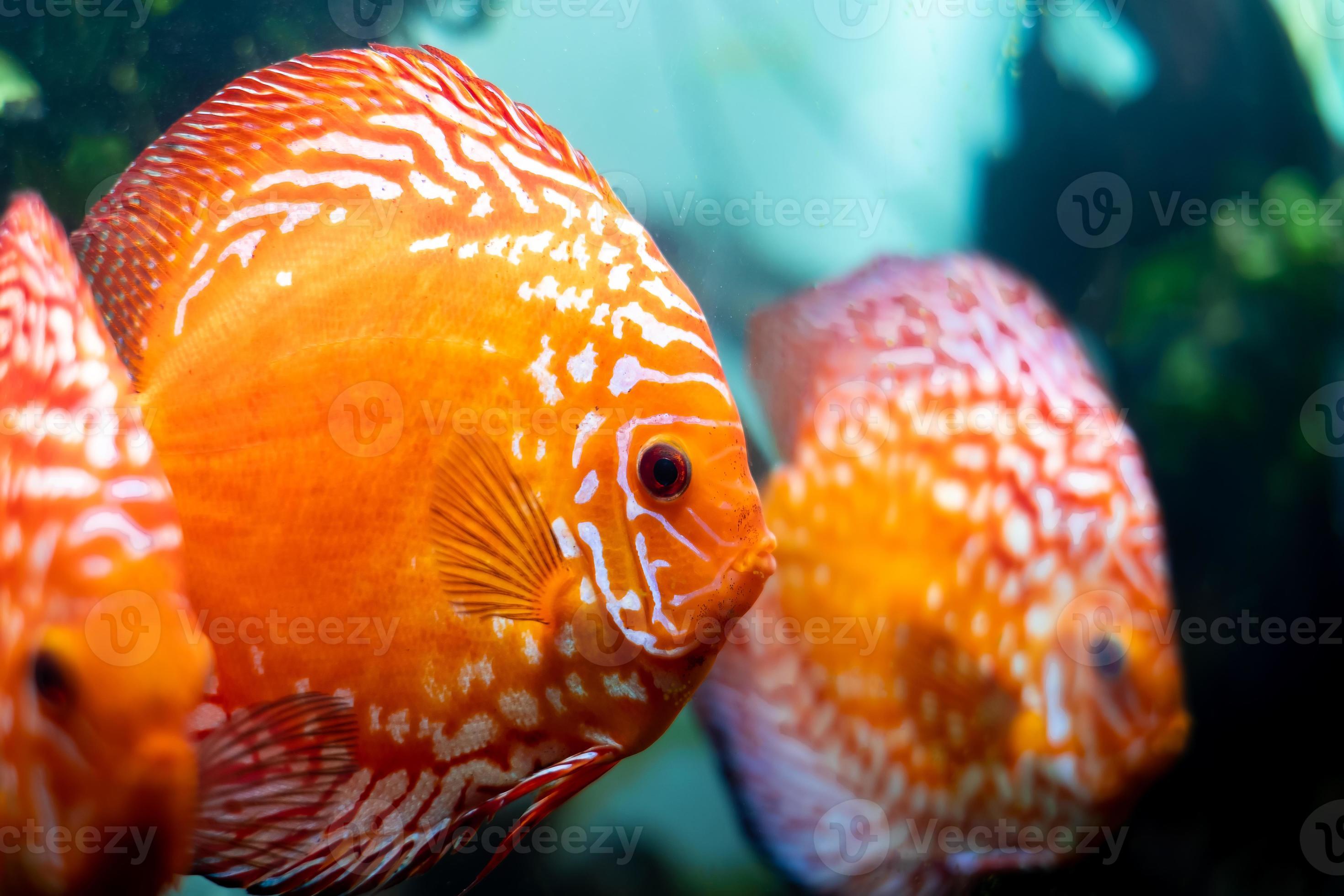 Learn About Symphysodon Discus (Pompadour Fish)