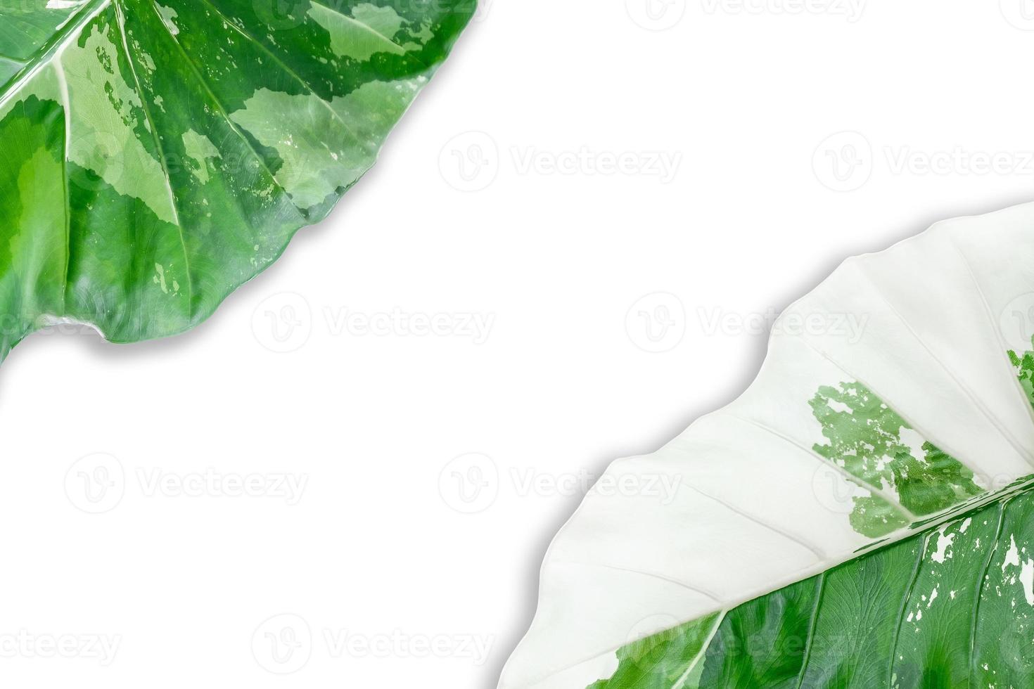 alocasia macrorrhizos hojas variegadas aisladas sobre fondo blanco con trazado de recorte foto