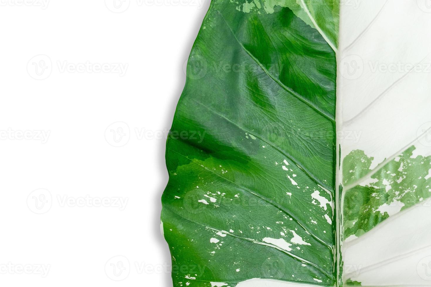 Alocasia macrorrhizos variegated leaves isolated on white background whit clipping path photo