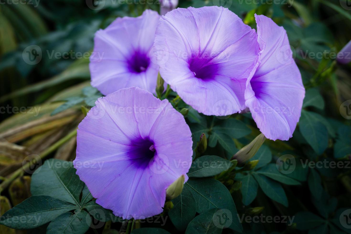 ipomoea cairica es una planta trepadora, herbácea, perenne, con hojas palmeadas y flores grandes y vistosas ipomoea cairica es una planta trepadora, herbácea, perenne, con hojas palmeadas y flores grandes y vistosas