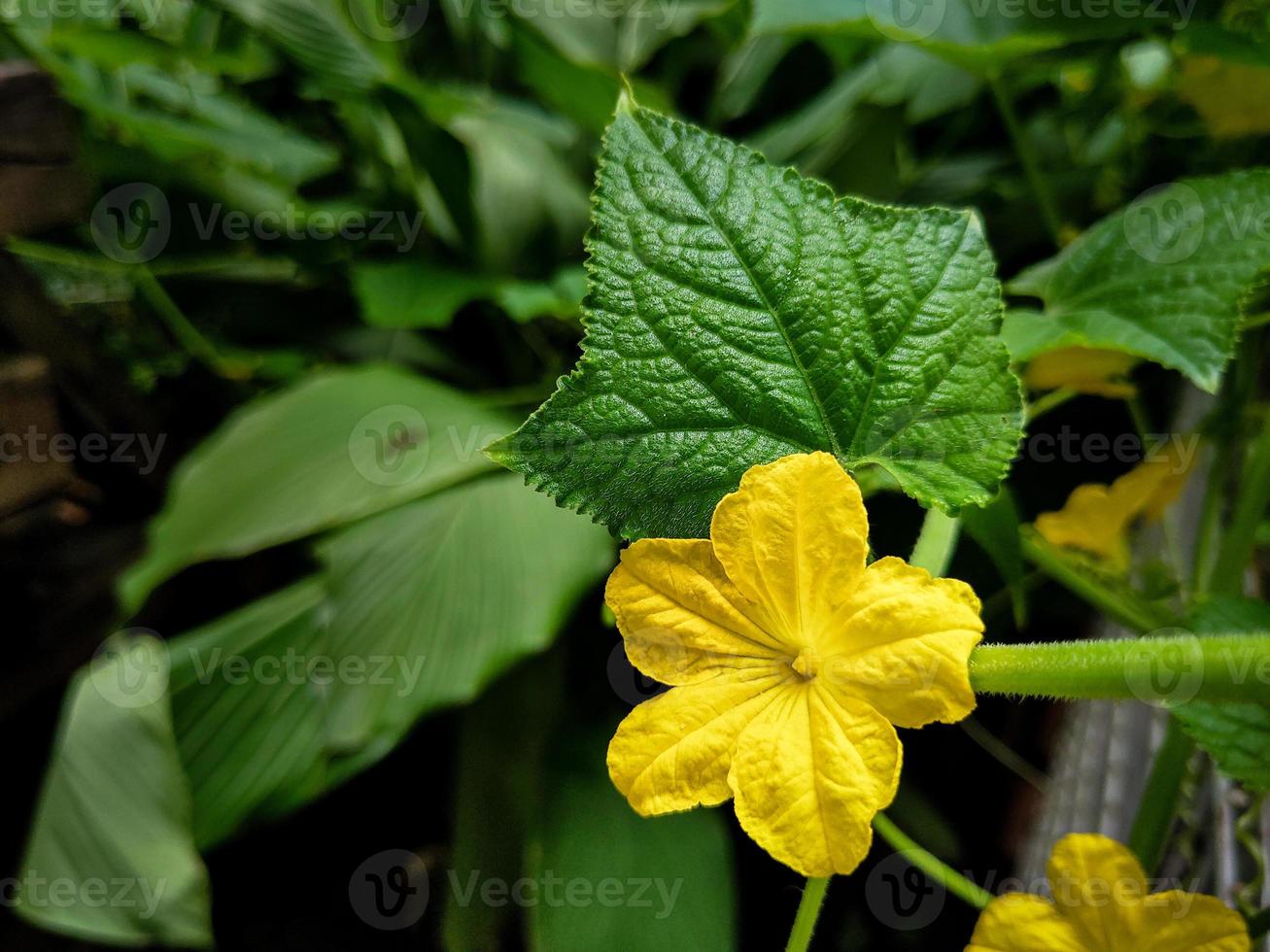 un primer plano de la vid de calabaza con hojas y una flor amarilla en plena floración. India 7973302 Foto de stock en Vecteezy un primer plano de la vid de calabaza con hojas y una flor amarilla en plena floración. India 7973302 Foto de stock en Vecteezy