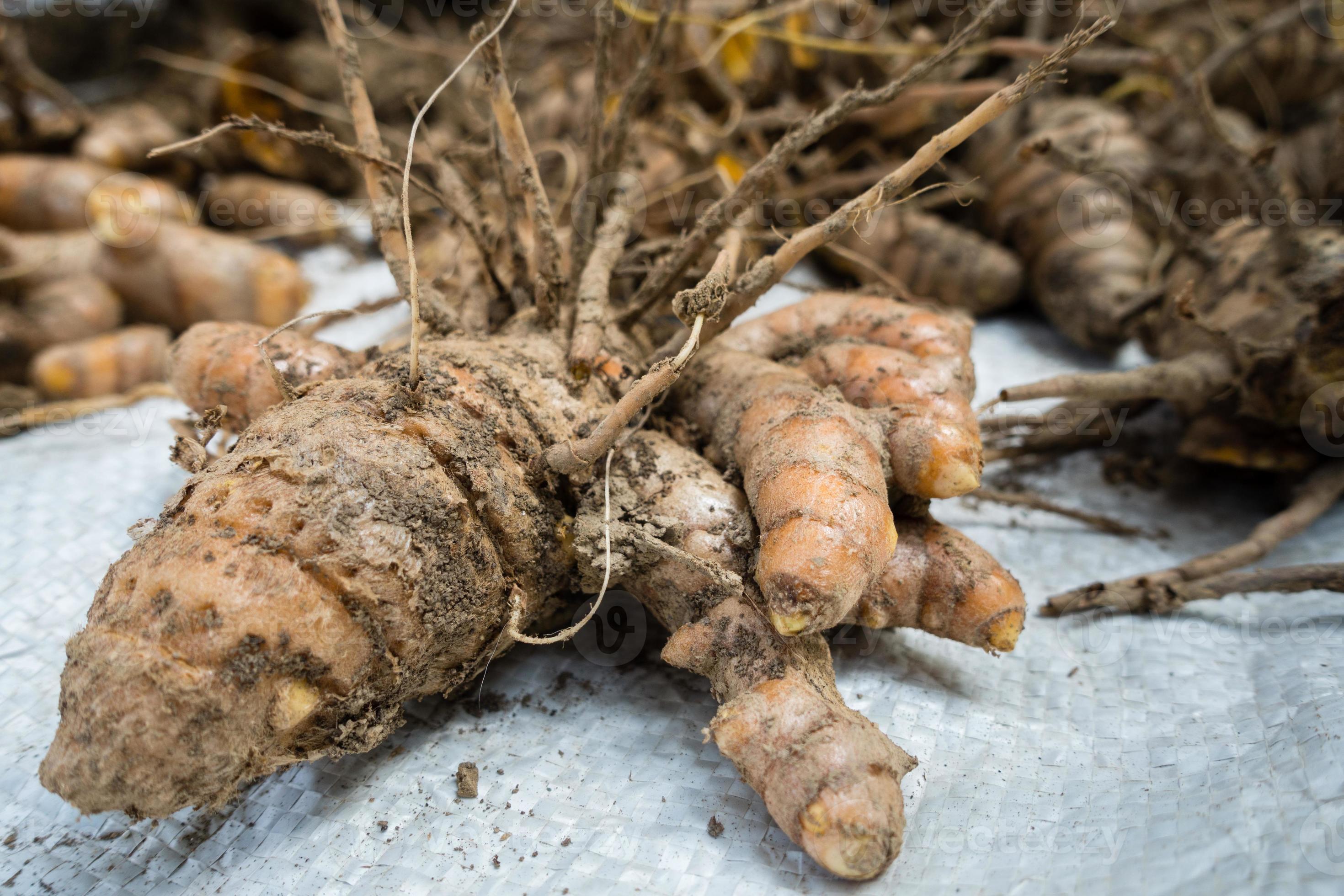 A close up shot of turmeric root . Turmeric is a common spice that comes  from the root of Curcuma longa. It contains a chemical called curcumin,  which might reduce swelling. 7973306