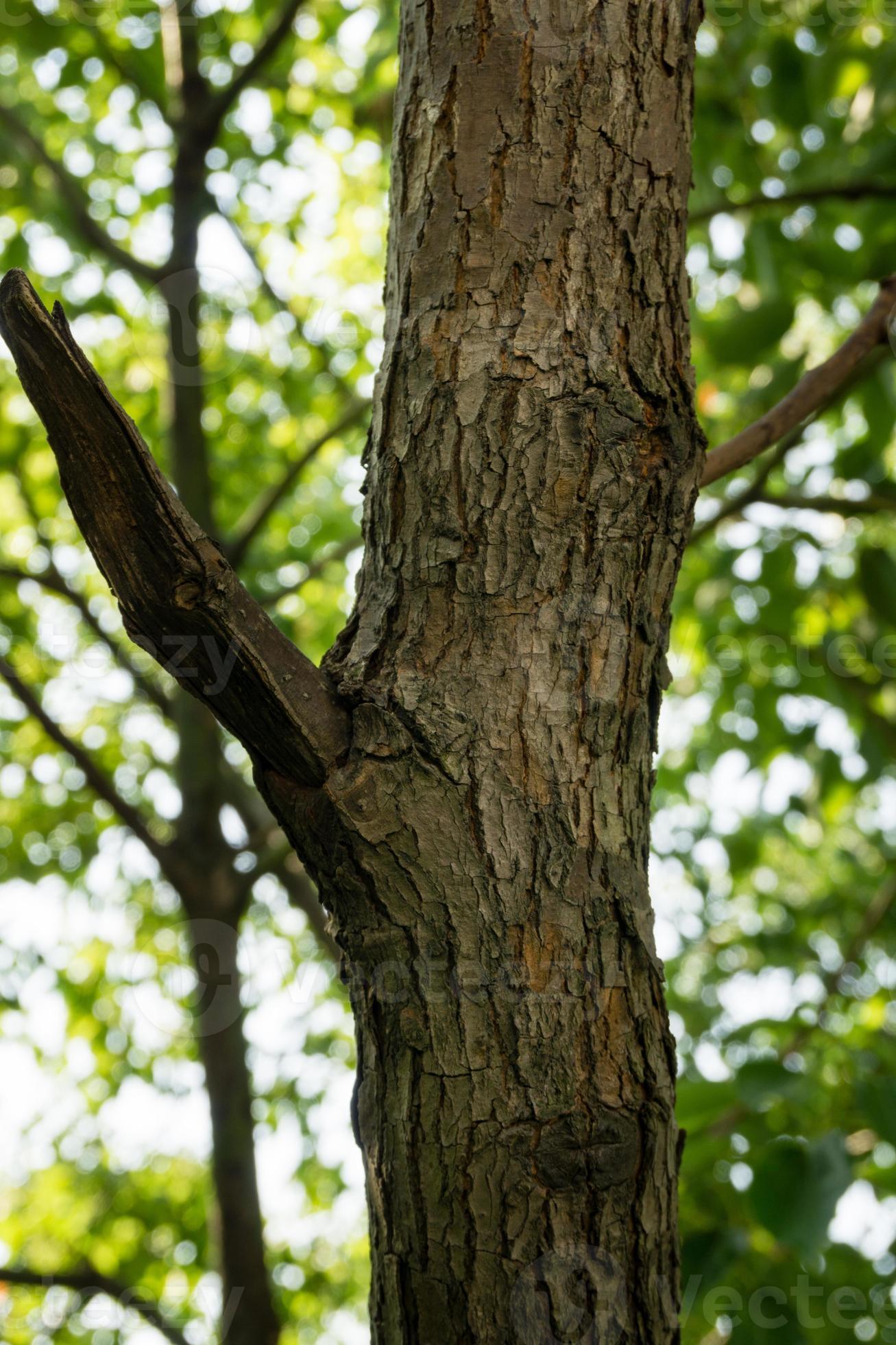 A close up shot of bark of large camphor tree Cinnamomum camphora