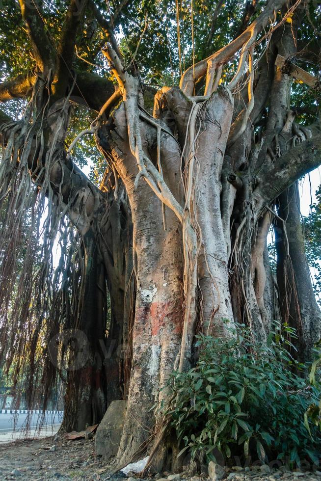 flotante Concentración Torpe un primer plano de banyan tree, ficus benghalensis, tronco y sus raíces  colgantes. uttarakhand india. 7973369 Foto de stock en Vecteezy