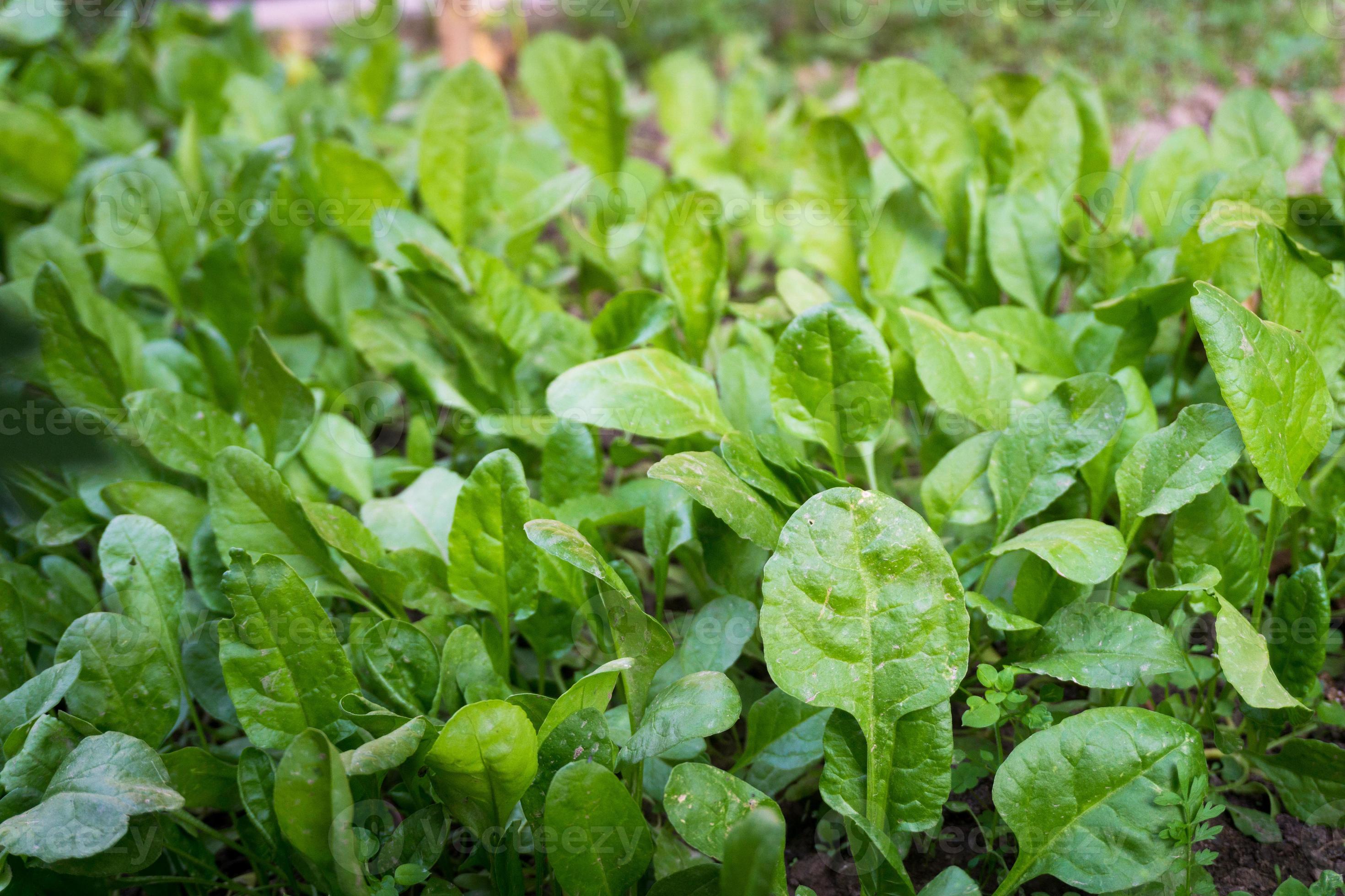 Spinach growing in a home garden in India. Spinach,Spinacia oleracea is a leafy green vegetable