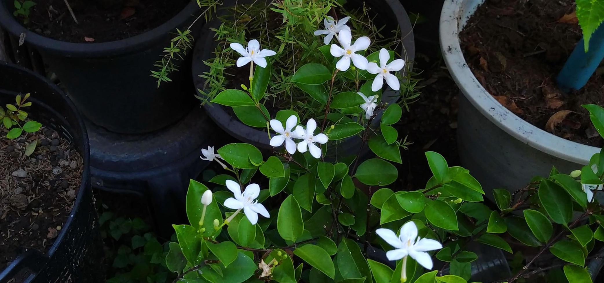 White flowers. Sweet Indrajao blooms beautifully in a pot. photo