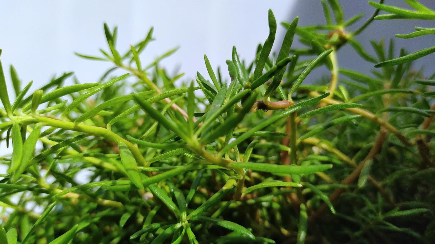 Green ornamental plants. The sunlight shines on the leaves. photo