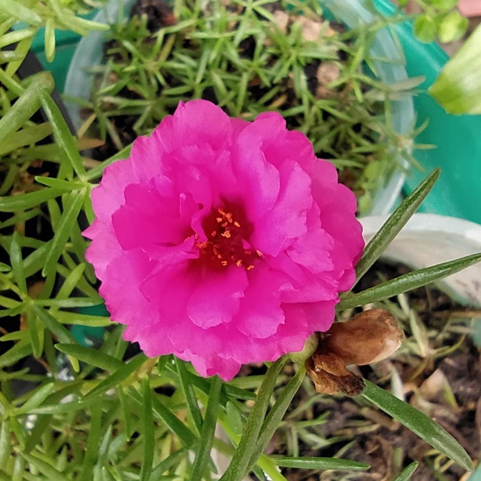 Macro shot of Moss rose. Pink flower. Portulaca grandiflora Hook. photo