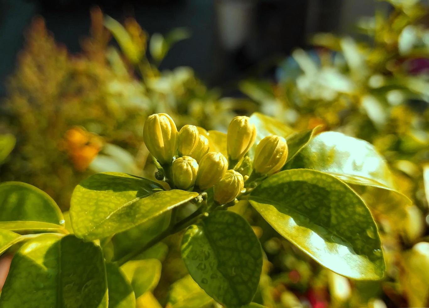 Lovely buds in the golden light. photo