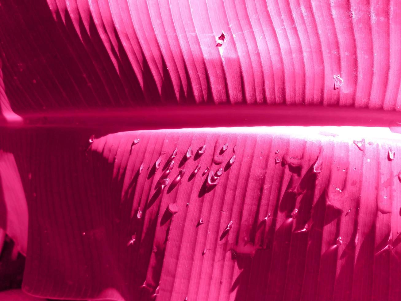 Drops of water on a banana leaf. Artificial image for background work. photo