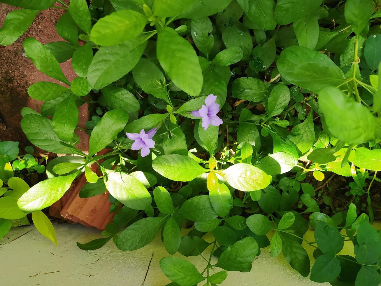 A pair of purple flowers blooming together in the morning. photo