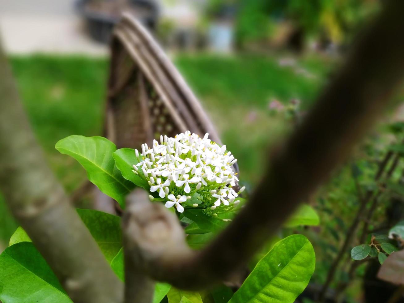 Siamese White Ixora blooming in the garden . Fragrant white flowers. photo