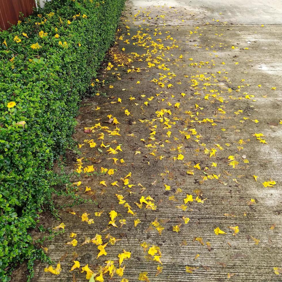The falling yellow flowers spread on the cement floor. photo