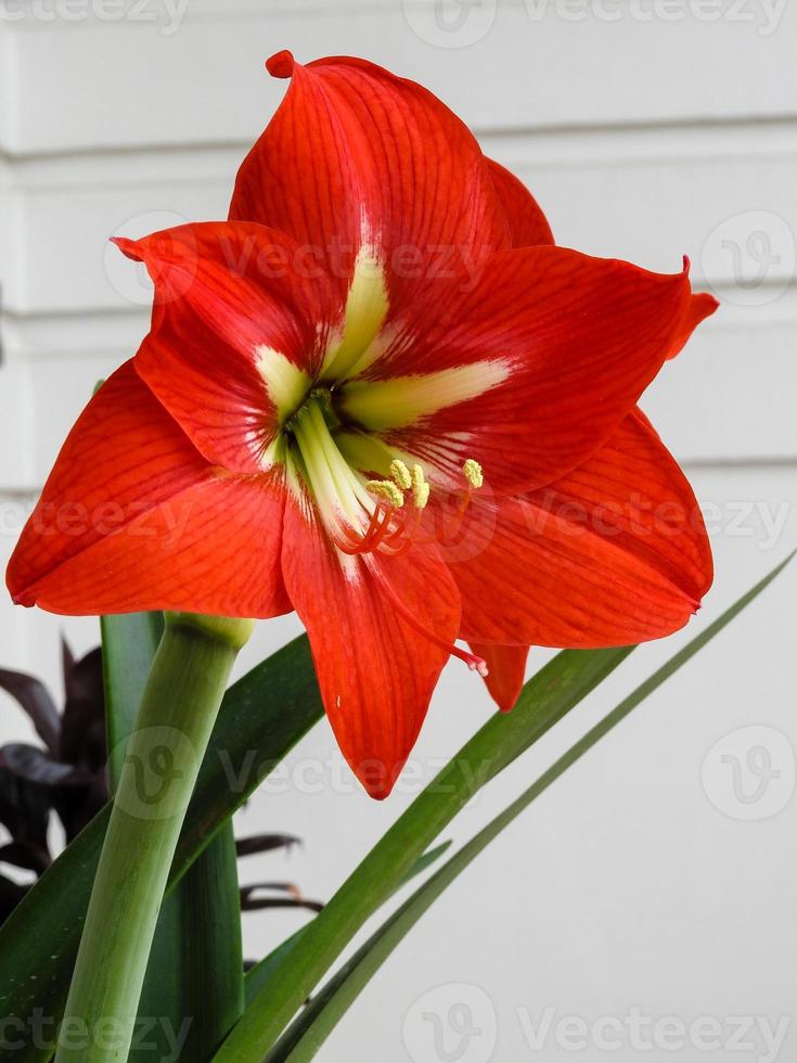 una foto macro de la flor de amaryllis. amaryllis es el único género de la  subtribu amaryllidinae. es un pequeño género de bulbos de flores, amaryllis  belladonna 7973678 Foto de stock en