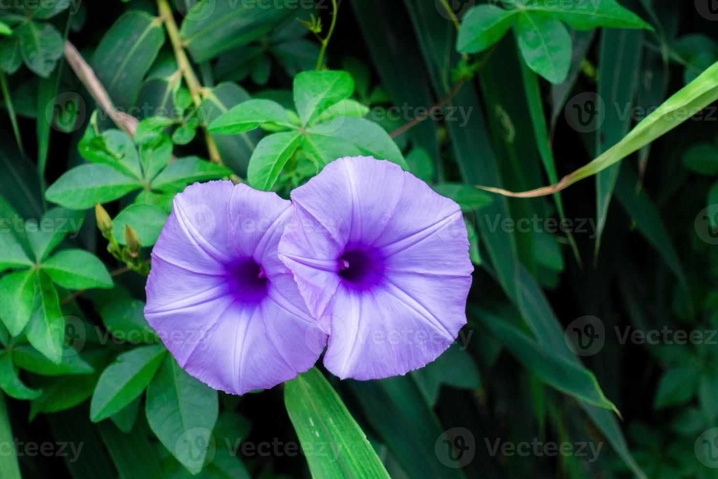 ipomoea cairica es una planta trepadora, herbácea, perenne, con hojas palmeadas y flores grandes y vistosas ipomoea cairica es una planta trepadora, herbácea, perenne, con hojas palmeadas y flores grandes y vistosas