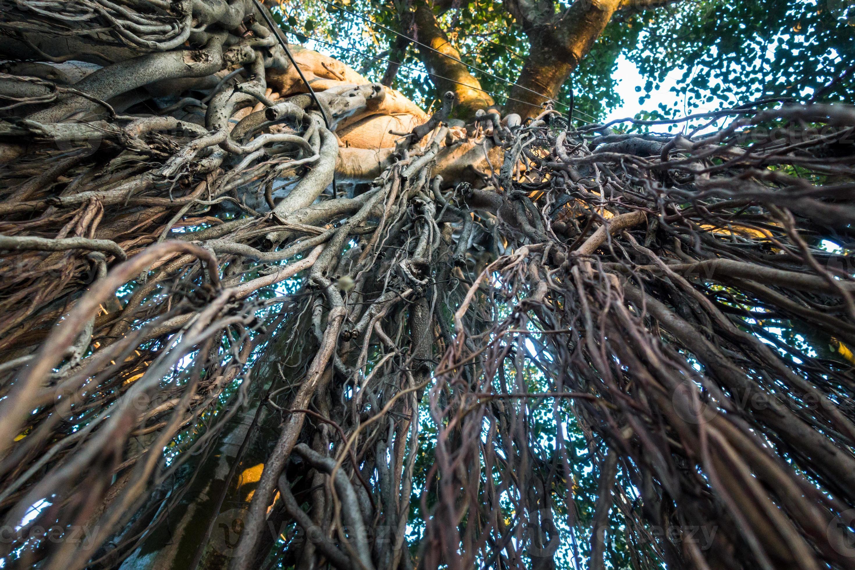 basura Perú Interpretación un tiro hacia arriba de las raíces colgantes del árbol banyan, ficus  benghalensis. uttarakhand india. 7974018 Foto de stock en Vecteezy