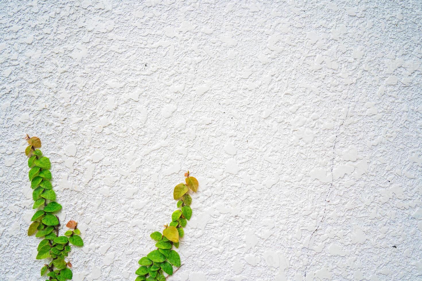 marco de pared de hierba verde vacío como fondo. rama de árbol con hojas verdes y hierba sobre fondo de pared de ladrillo blanco. foto