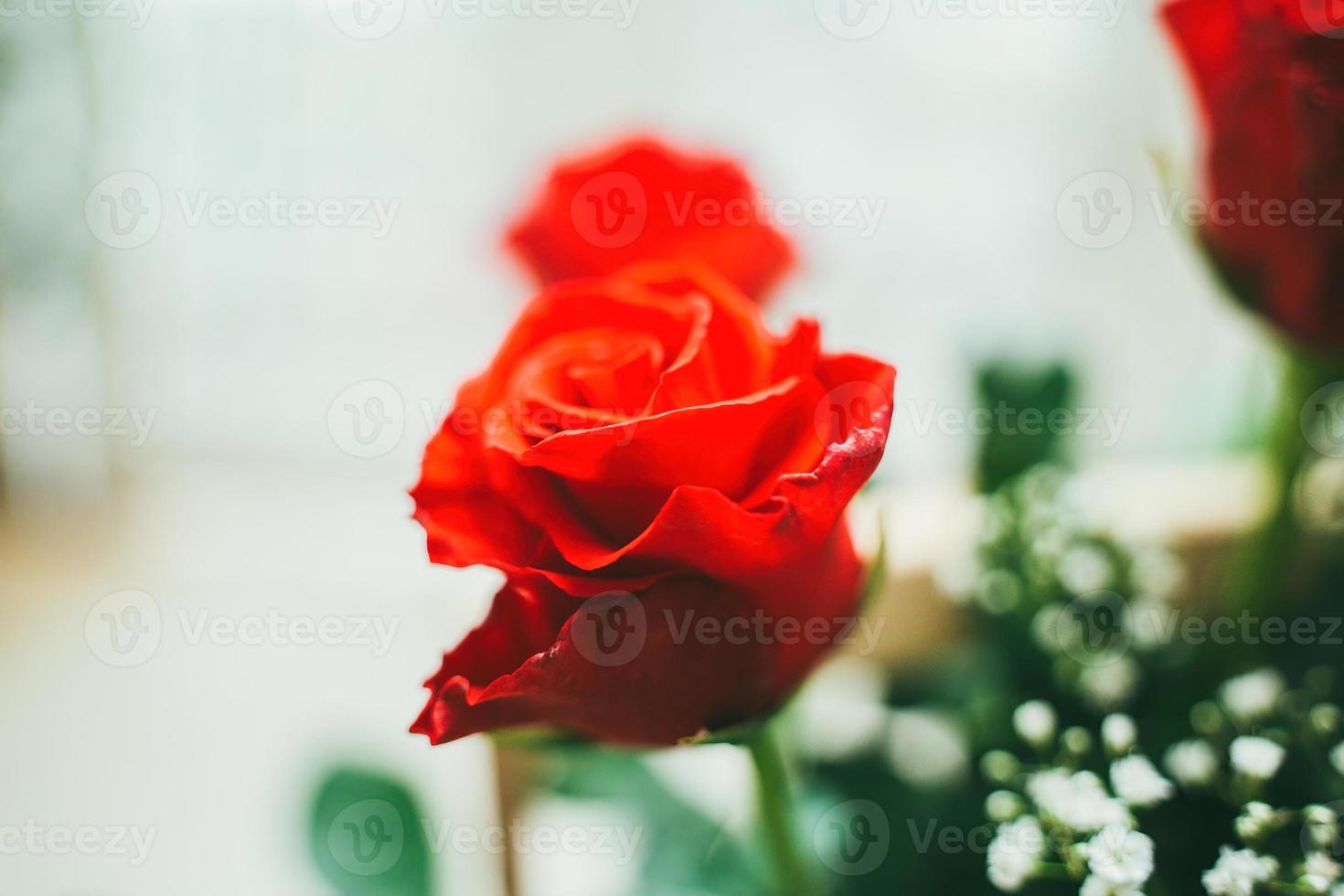 ramo de rosas rojas frescas, flor de fondo brillante. primer plano de una rosa roja con gotas de agua. foto