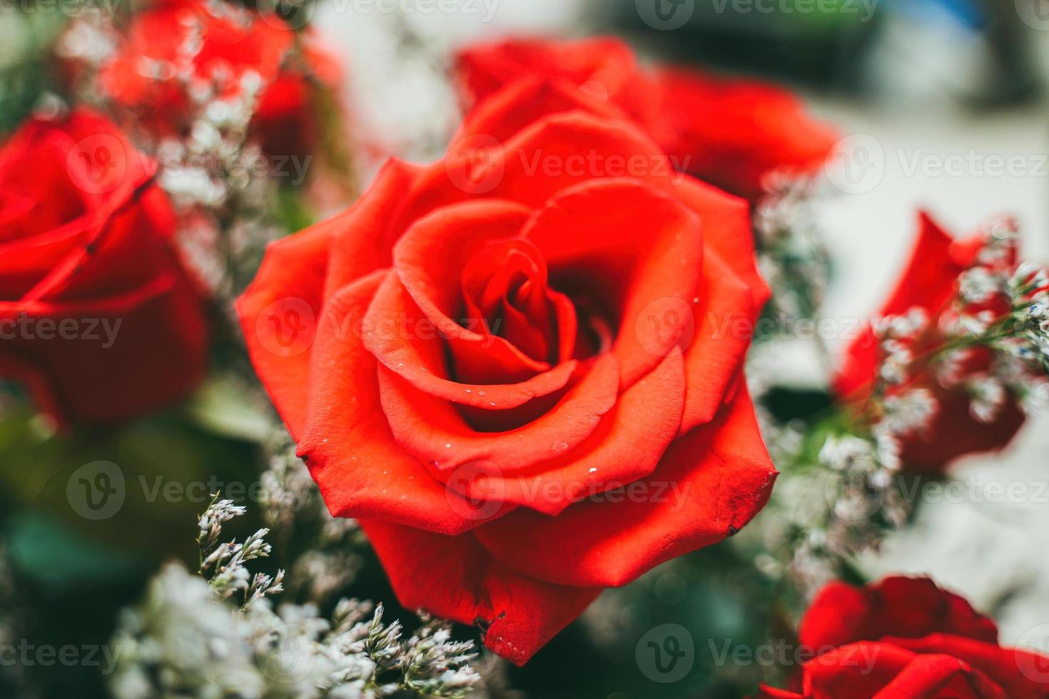 Bouquet of fresh red roses, flower bright background. Close up of a red rose with water droplets. photo