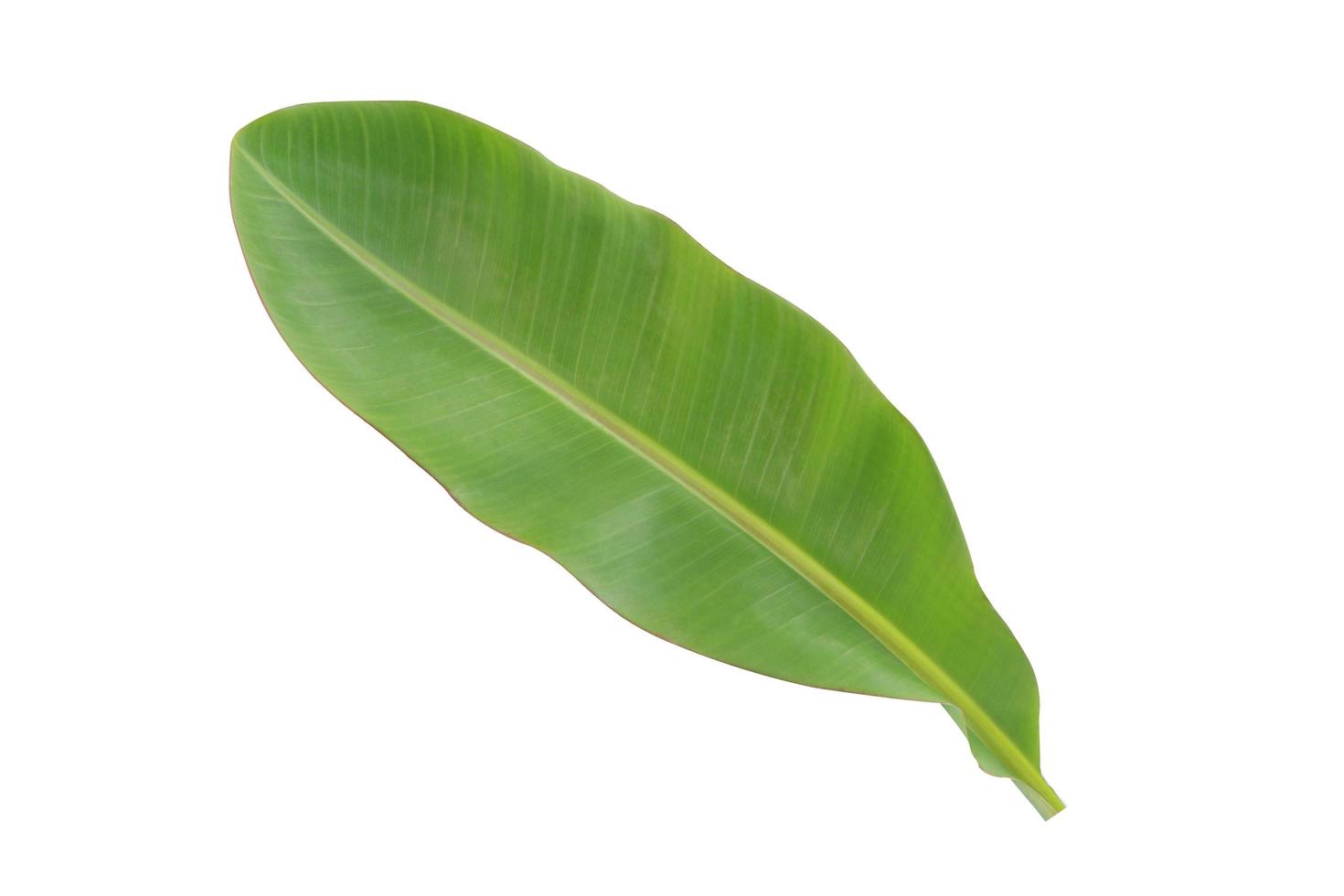 Banana leaf isolated on a white background with clipping path. photo