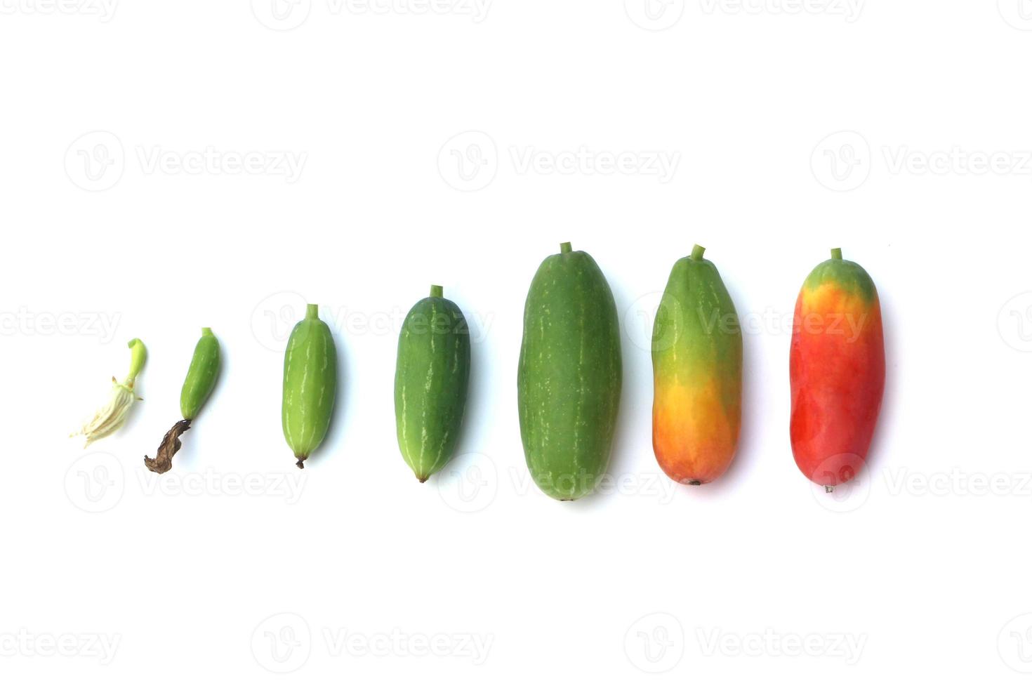 Development of fruit of Ivy Gourd or Coccinia grandis on white background. photo