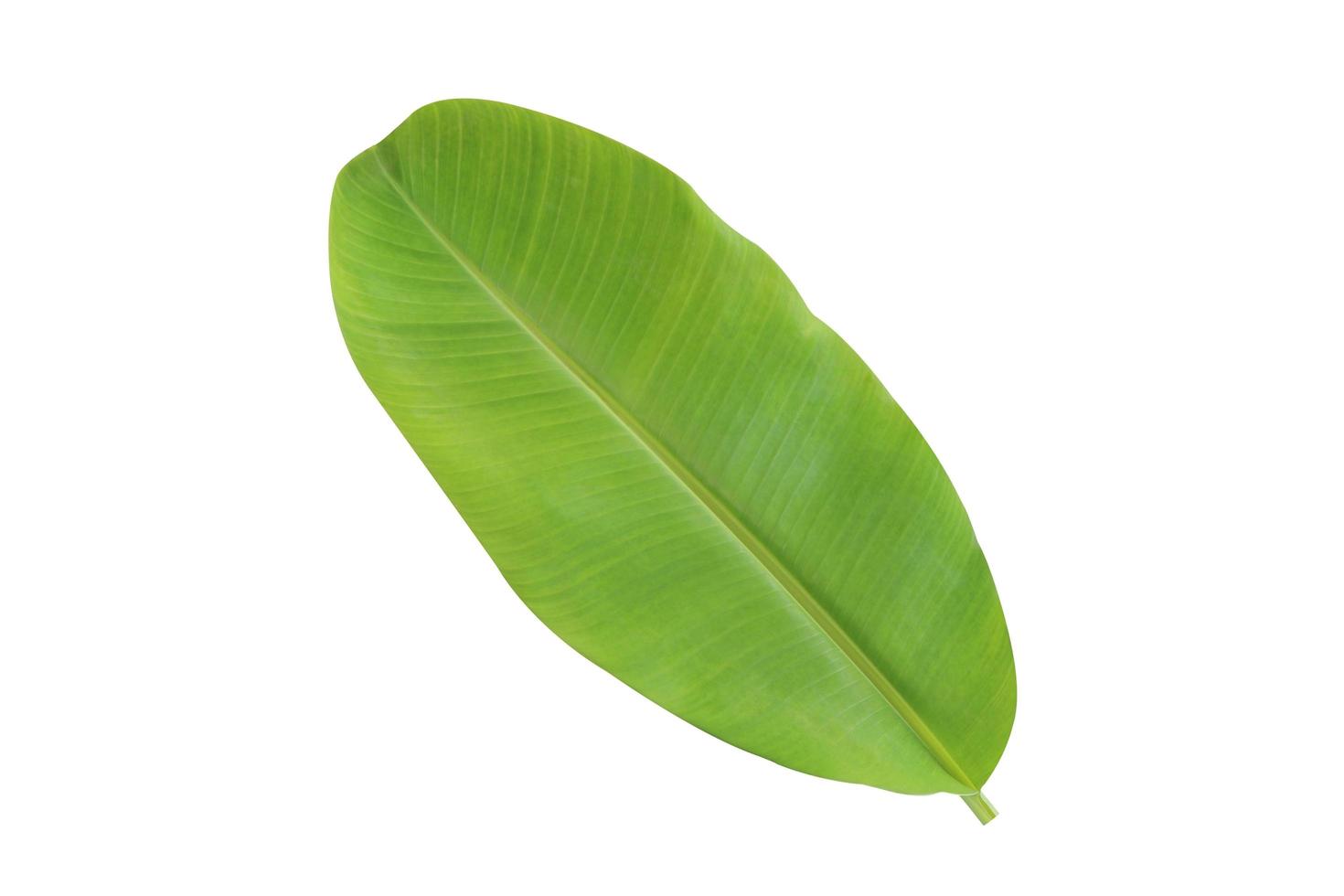 Banana leaf isolated on a white background with clipping path. photo