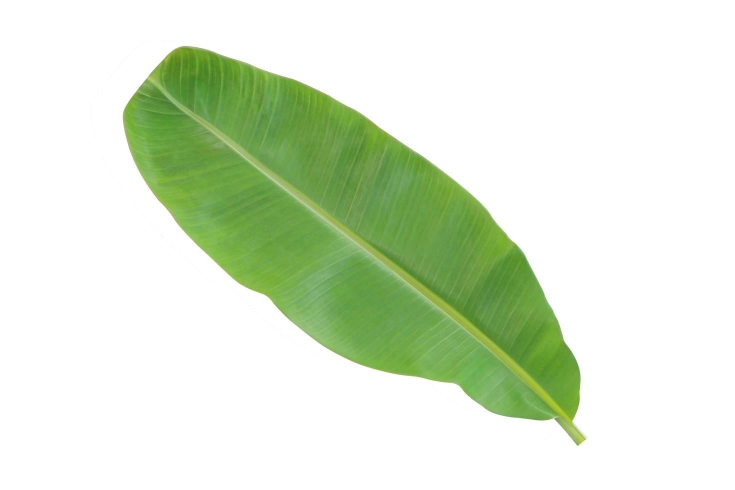 Banana leaf isolated on a white background with clipping path. photo