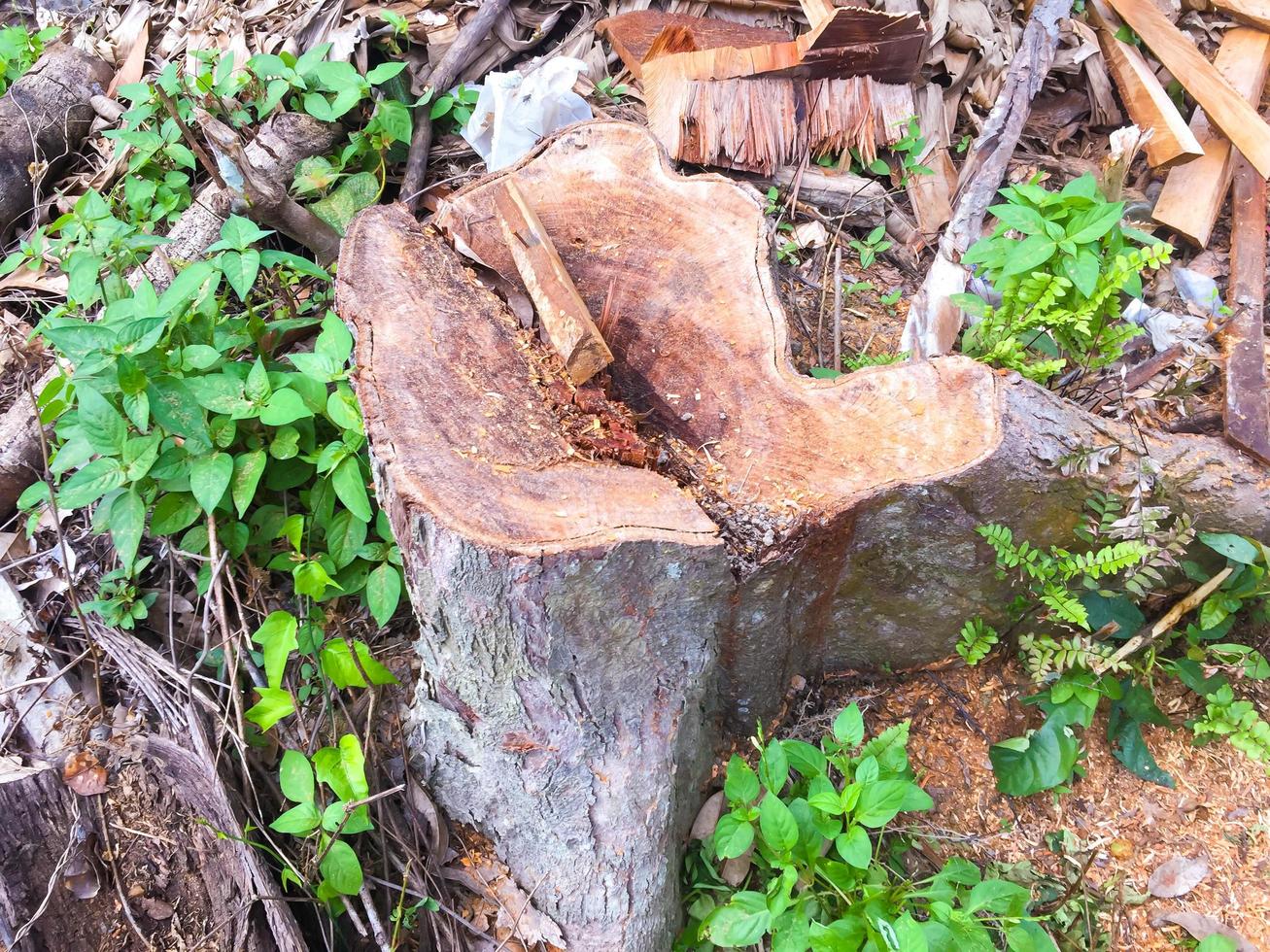 tocón de árbol después de que un árbol fue cortado en el parque. el tocón está rodeado de hierba verde y carcasa de madera foto