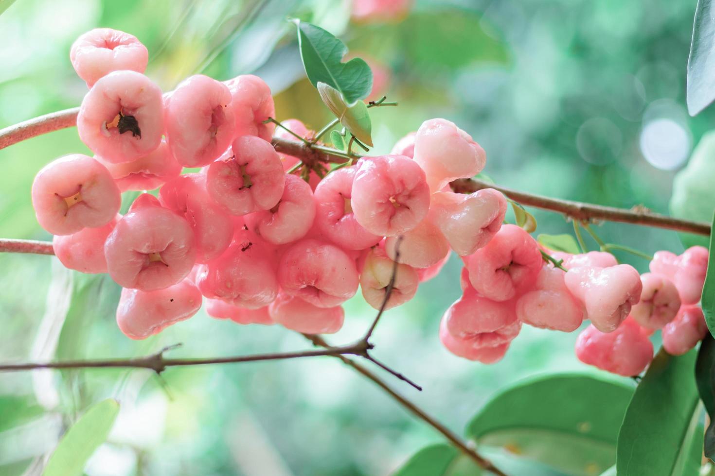 manzana de rosa fresca del árbol, rosa claro, sabor ligeramente agrio, fondo borroso foto