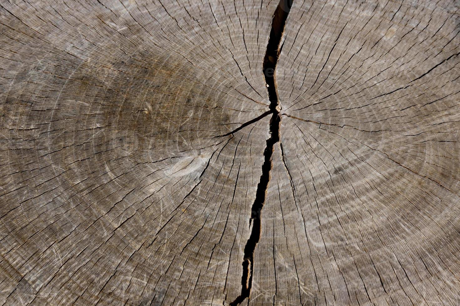 A large crack on a cut of an oak tree, texture, pattern, background. copy space. photo